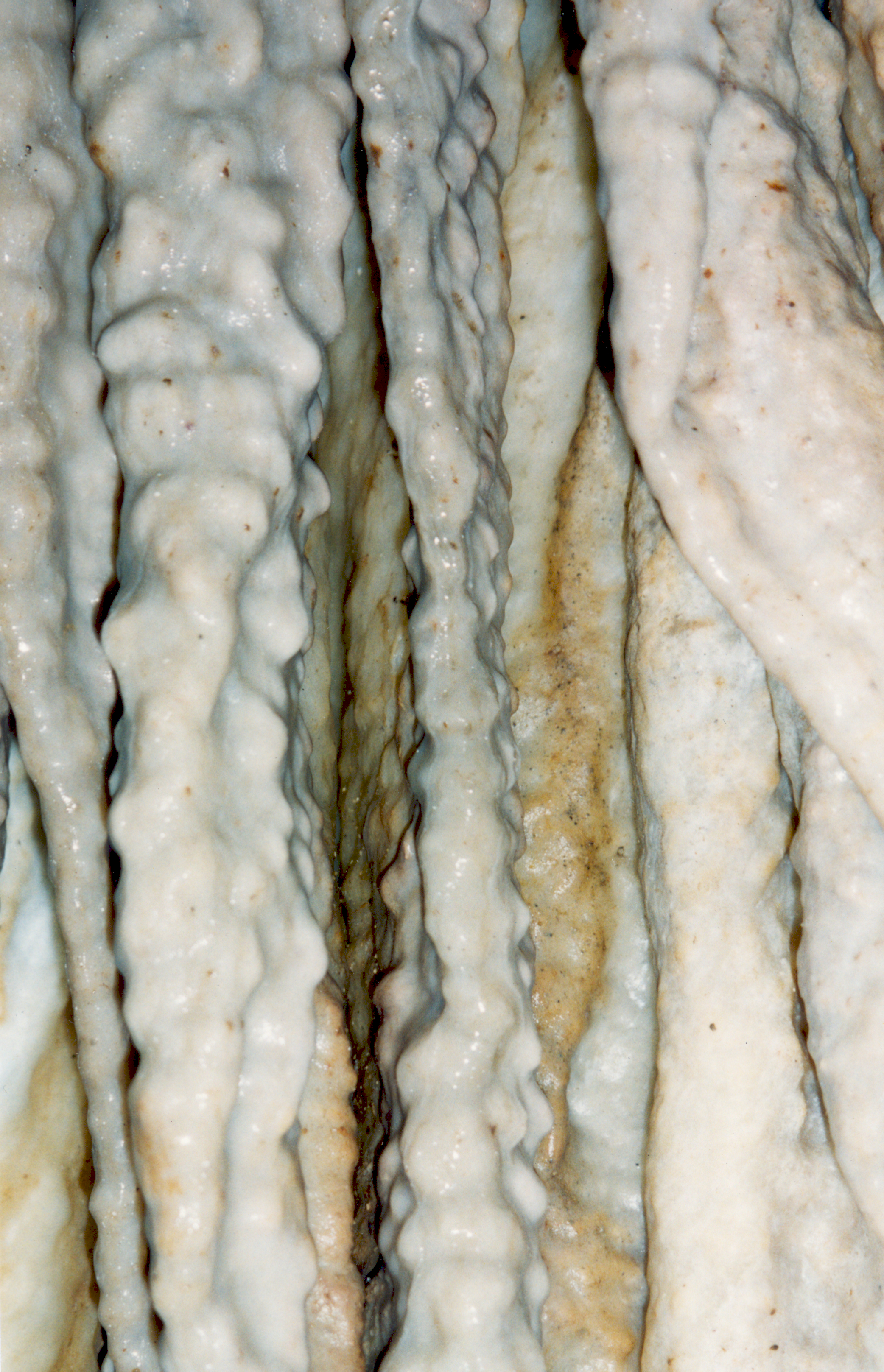 Leopard Skull Cave [Picture][Calcite formations on wall 2][19970720][PSwart]